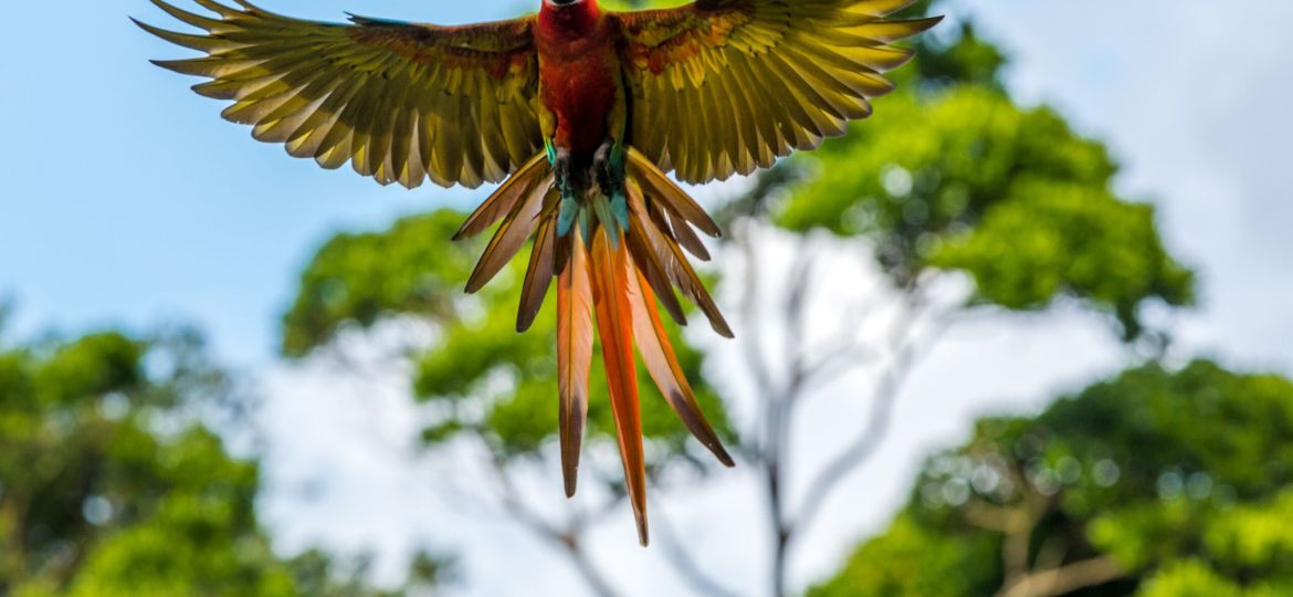 Macaw Costa Rica