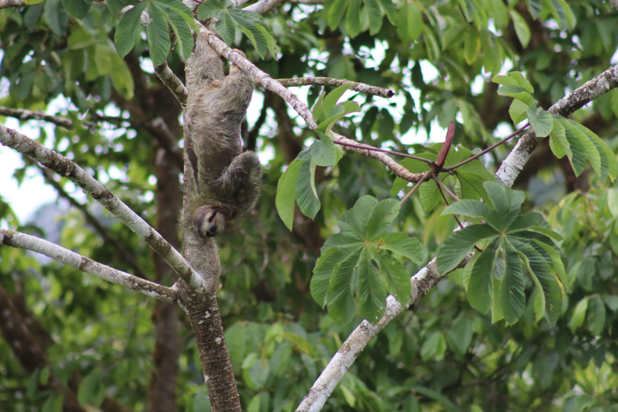 Costa Rica Sloth